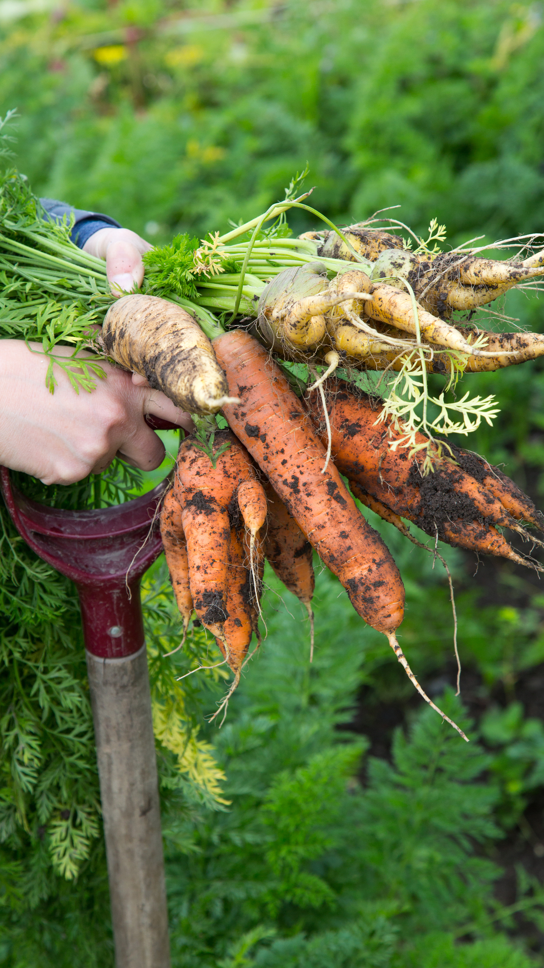 Growing food