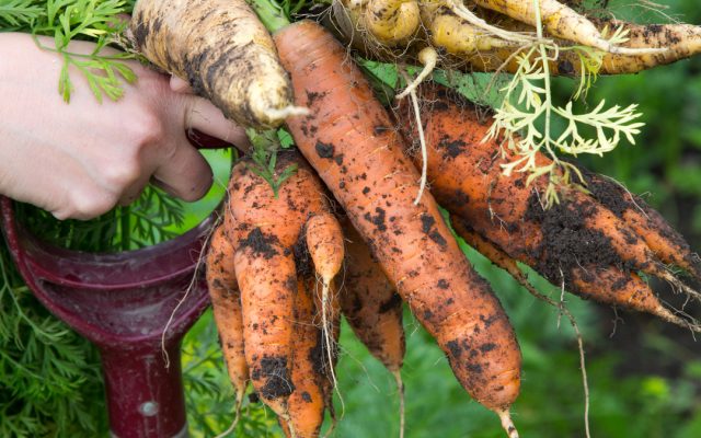 Growing food