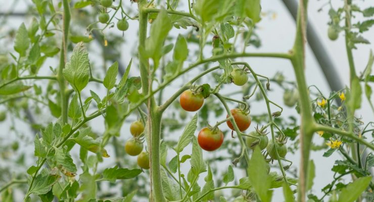 Tomato plant