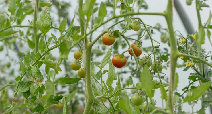 Tomato plant